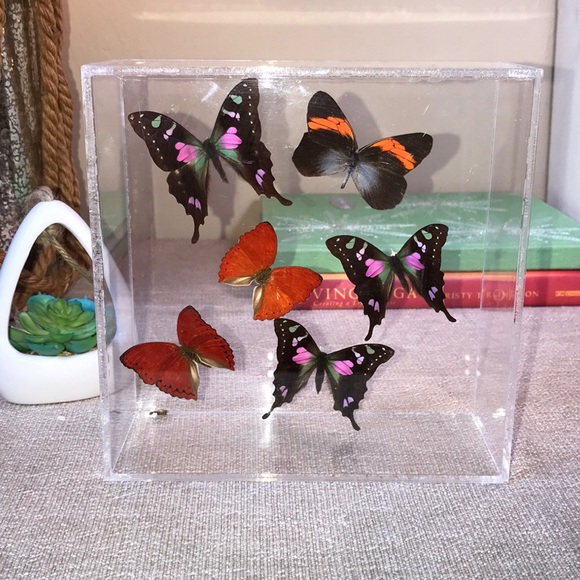 Other - Real Butterflies in plexiglass art decor